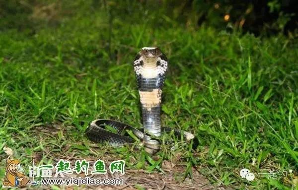 夏季夜钓毒蛇的防范措施及咬伤后的处理