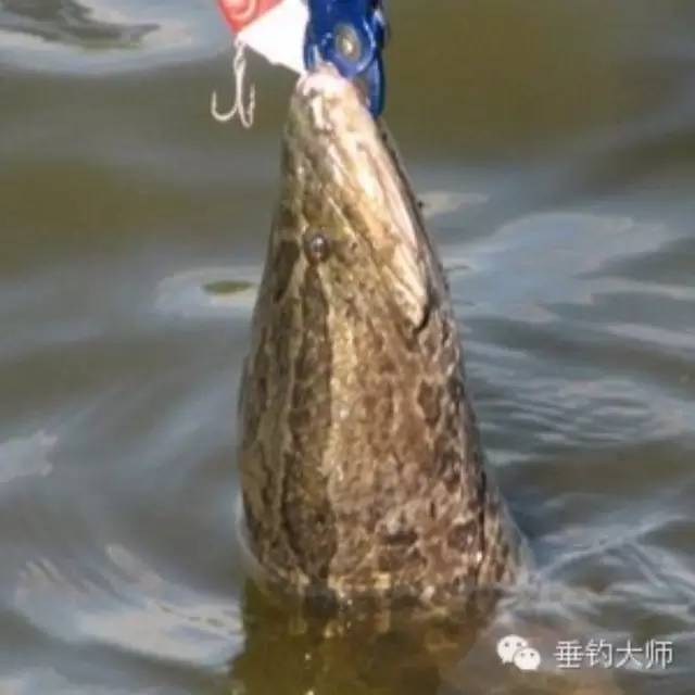 【钓黑鱼】青蛙作鱼饵引逗法钓黑鱼