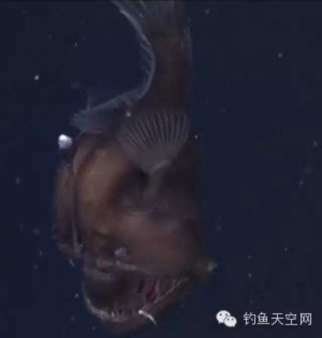 【百态】美研究员拍摄到深海怪鱼 长相骇人似魔鬼
