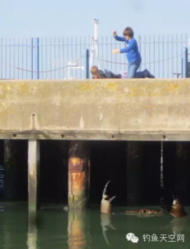 【百态】英国巨蟹探钳出水 窥视钓鱼儿童令人毛骨悚然