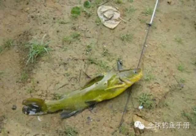 海竿串钩钓黄颡鱼的方法与技巧
