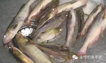 放流钓法江钓黄颡鱼的技巧