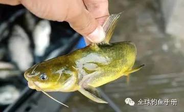 钓黄颡鱼的技巧之单钩重坠钓法的介绍