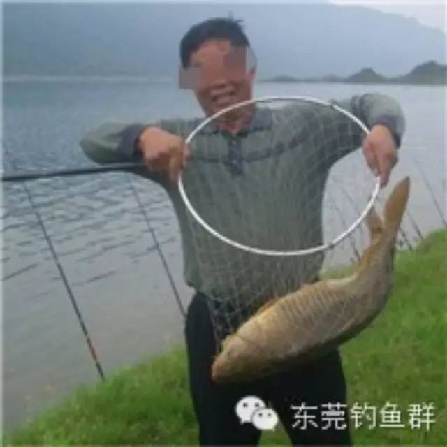 钓鱼老者分享   广东钓草鱼饵料