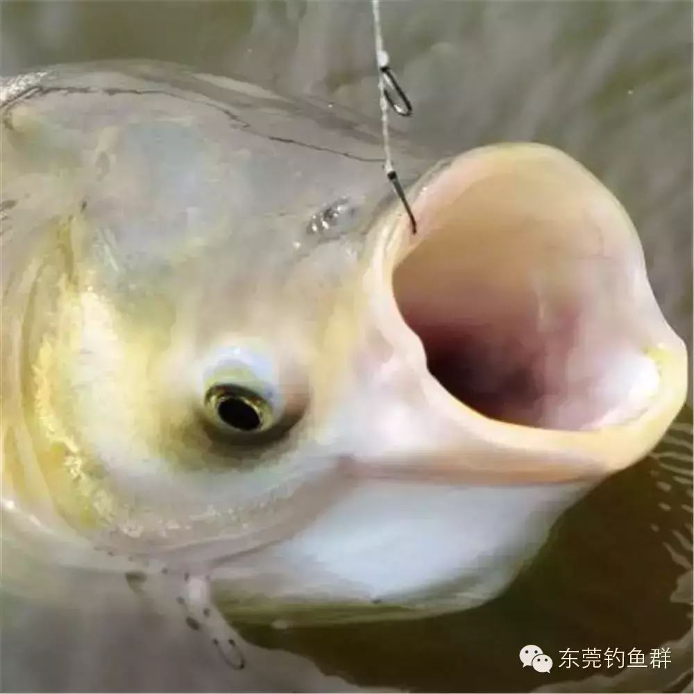 东莞多钓淡水鱼，它们的吃饵方式你知多少？