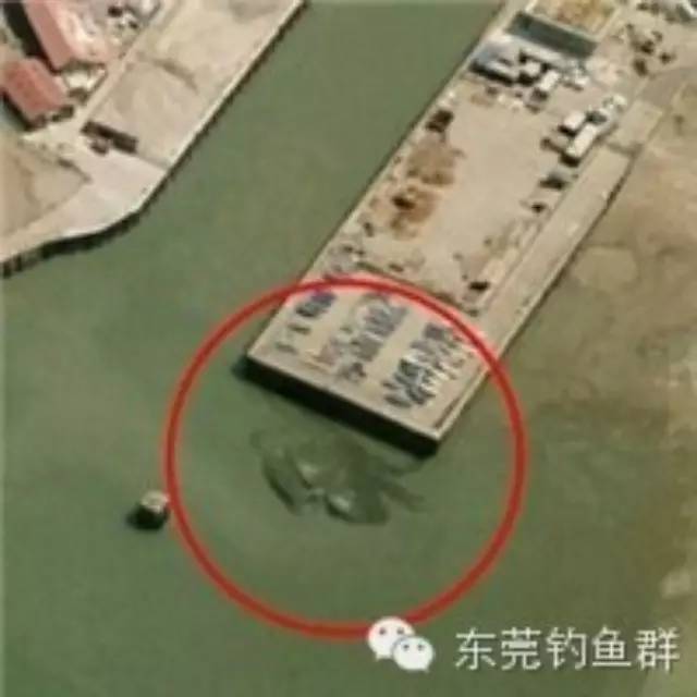 英国巨蟹袭击2名垂钓孩童 日本巨型杀人蟹疑核辐射污染异变