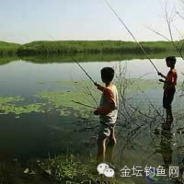 【技巧】秋季用手竿在野河钓鲤鱼的技巧