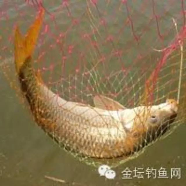 夏季水库钓鲤鱼的诱饵与钓饵配方制作