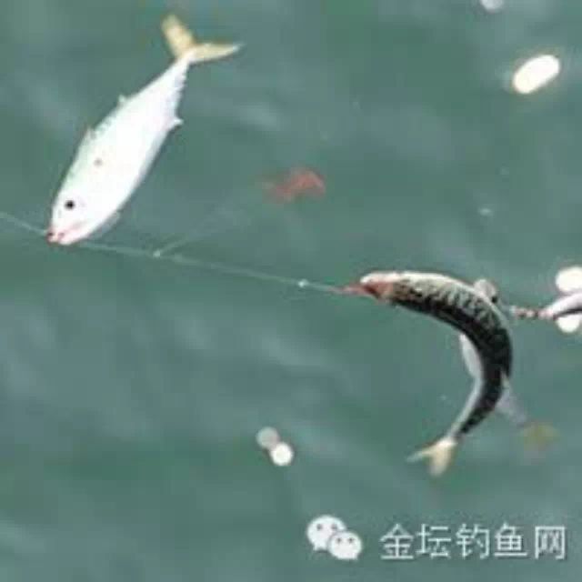 抛竿钓鱼如何判断鱼咬钩的信号