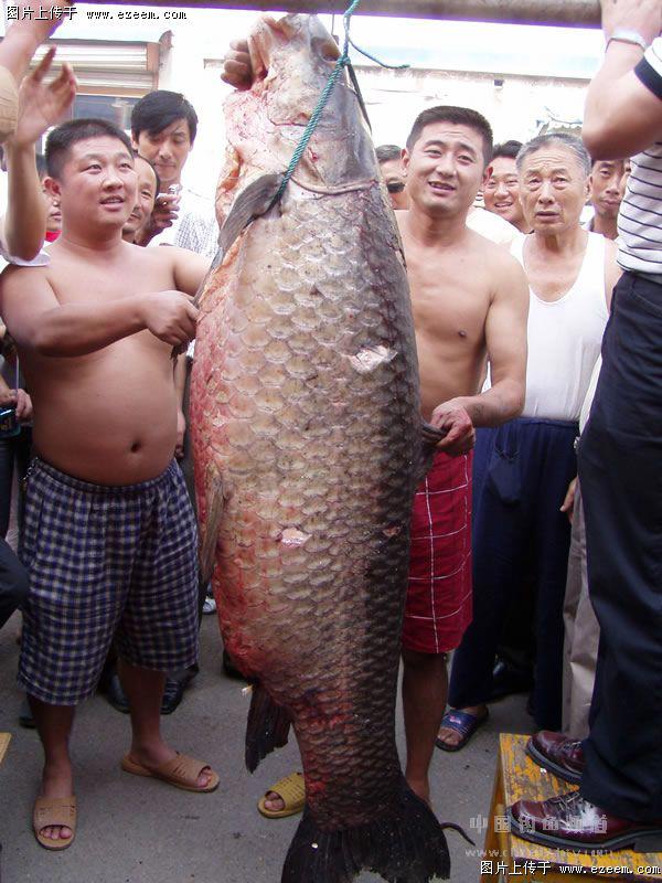 钓鱼文化-分享全国手钓青鱼记录保持者柳海的“青鱼王”鱼拓