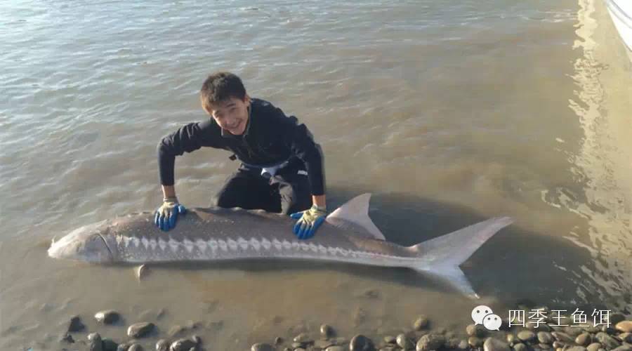 中国14岁少年在国外大河力搏200多斤重白鲟鱼
