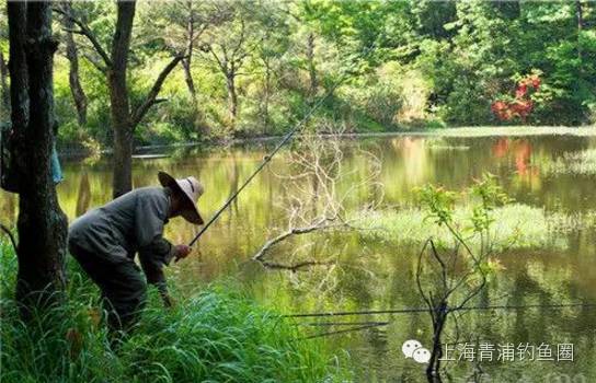 秋季黑坑池塘钓鱼的经验和技巧