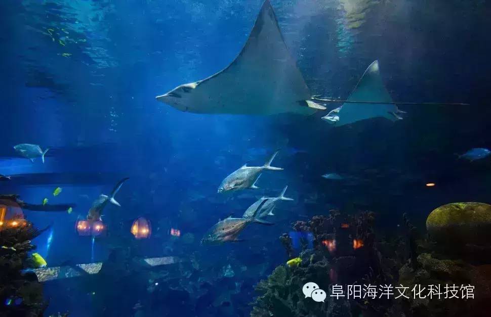 中国29个水族海洋馆大全，阜阳海洋馆榜上有名！没见过更全的！