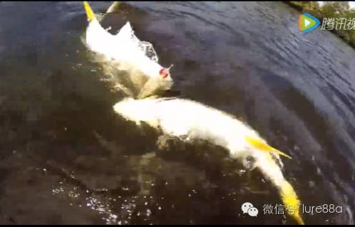 【视频】男子用路亚钓鱼，一杆居然钓上两条！
