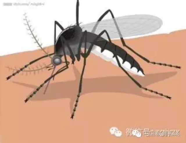 从一只蚊子看中国教育