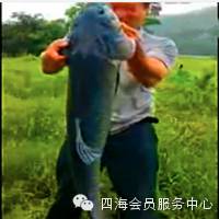 【渔趣视频】狂战一个小时，30斤青鱼，湖南省湘乡市钓鱼哥好棒