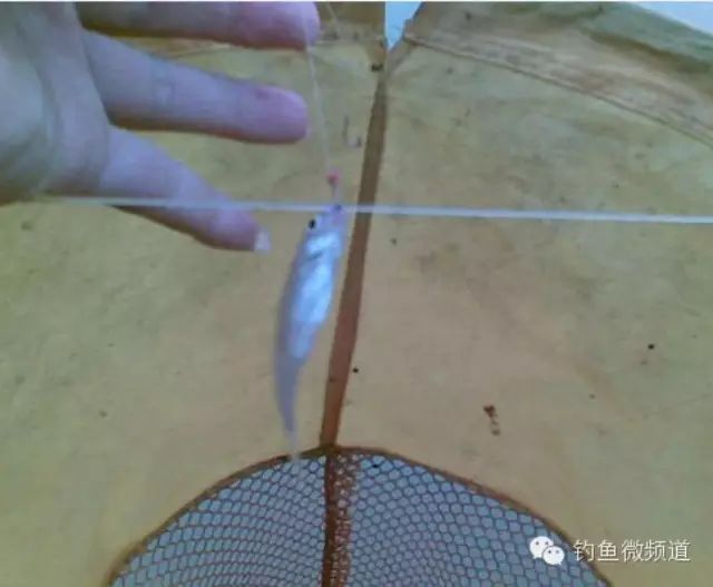 跑铅钓法防止小鱼闹窝的技巧