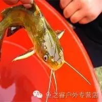 江河钓黄颡鱼的选位、用饵及钓法的选择