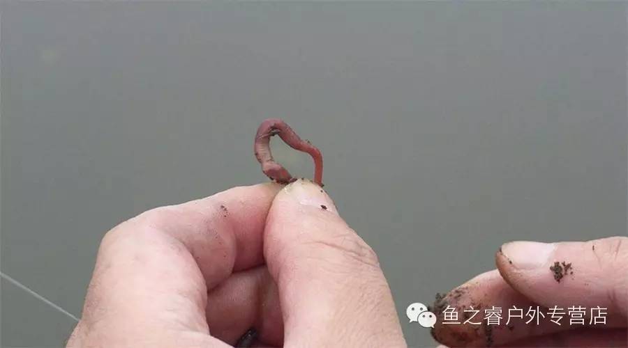 野钓鲫鱼最常用的蚯蚓穿钩方法介绍