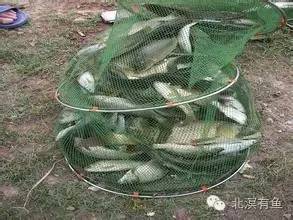 夏季野钓提高鱼获的用饵技巧