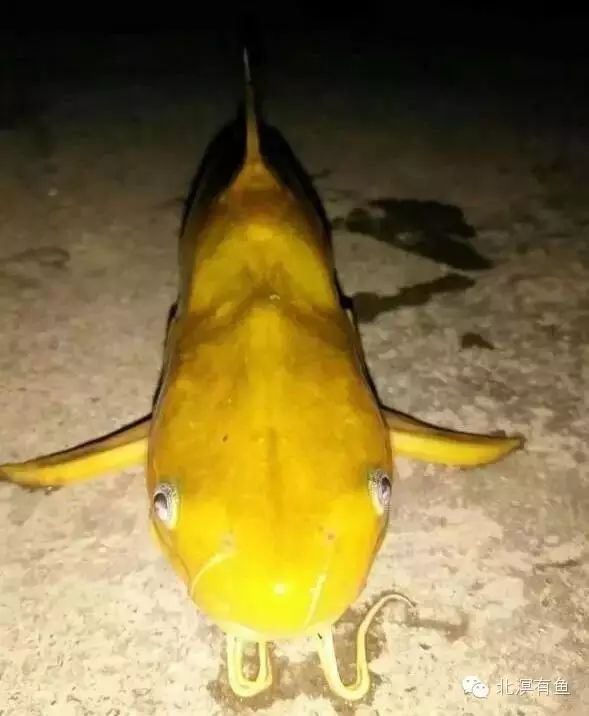 钓到一条怪鱼，全身"黄金"色！！何人识得此物？？