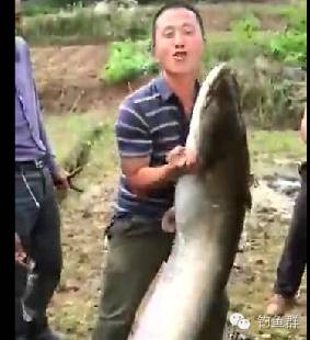 【视频】钓友实拍钓到超大鲶鱼，这兴奋劲！！！
