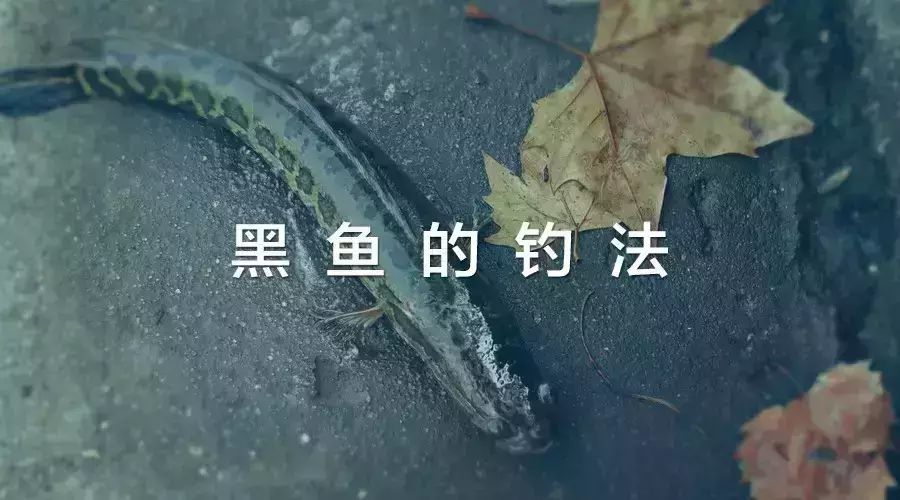 【世界秘境怪鱼垂钓记】台湾—亚洲最强的黑鱼篇