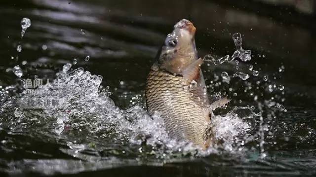 【钓鱼技术】驾驭鱼性 分析鱼类猎食前后的动作
