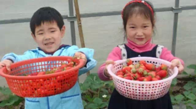 童游推荐丨广州最全摘草莓地图周末组队出发啦！