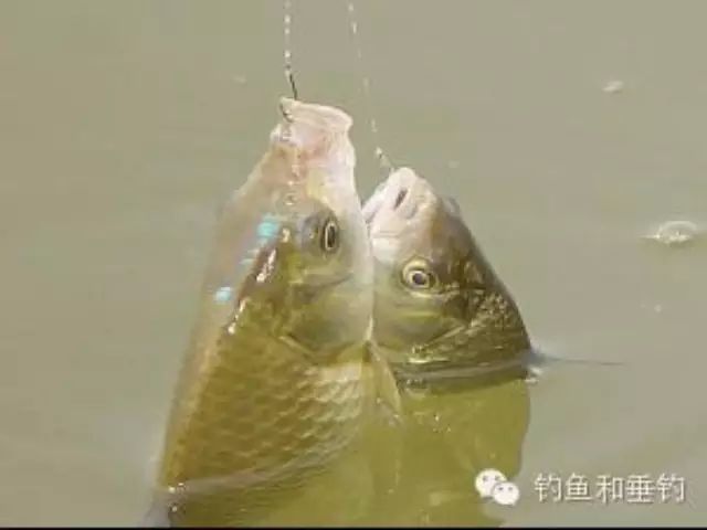 野钓鲤鱼的饵料搭配技巧