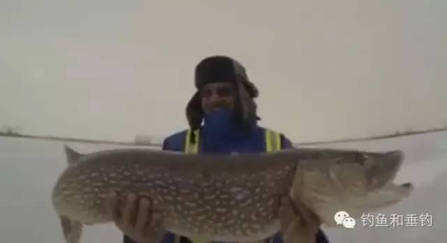 【猎奇视频】冰钓狗鱼，看完浑身都舒爽了！！！
