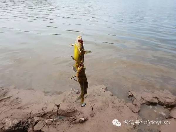 水库钓黄颡鱼的饵料和技巧
