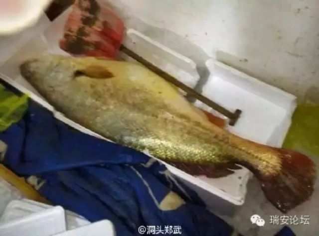 洞头渔民出海钓到一条价值300万的野生大黄鱼？