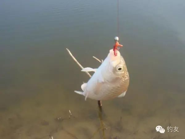 钓鱼技巧：春天钓鱼用饵的基本规律