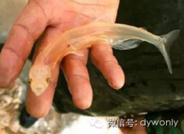 男子钓到奇特透明鱼 鱼身长5厘米内脏清晰可见