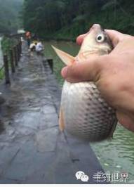 10个防小鱼闹窝野钓鲤鱼的方法