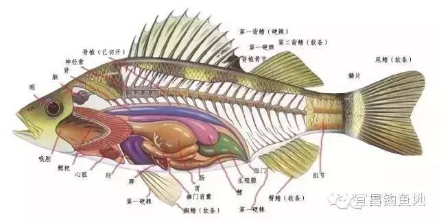 【深度】从解剖学看鱼类如何吃饵！！