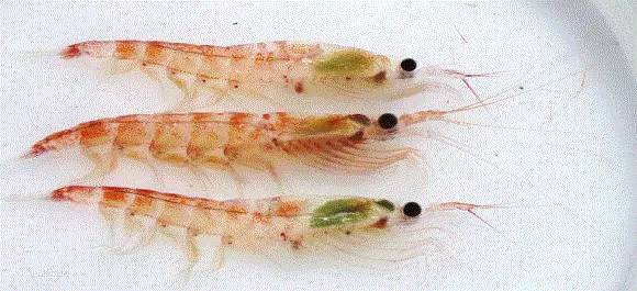 海钓南极虾的八种挂法