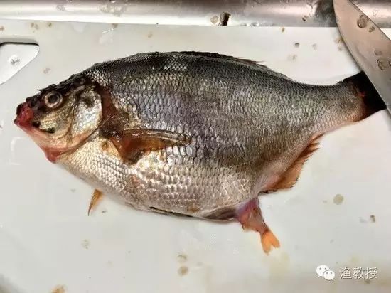 【钓鱼新闻】网友买一条大鱼，剖开肚子现神奇一幕