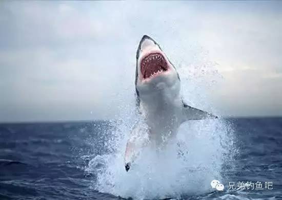 有惊无险 钓鱼偶遇大白鲨（视频）