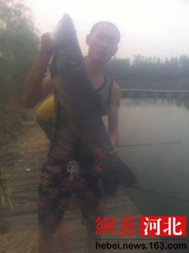 【热点】北杨庄龙泉湖中钓上1米多超大青鱼