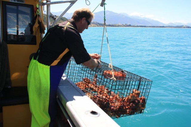 张先生推荐-新西兰南岛Kaikoura凯库拉的海钓.龙虾大餐