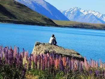 新西兰最美湖畔-tekapo3日游记揭晓