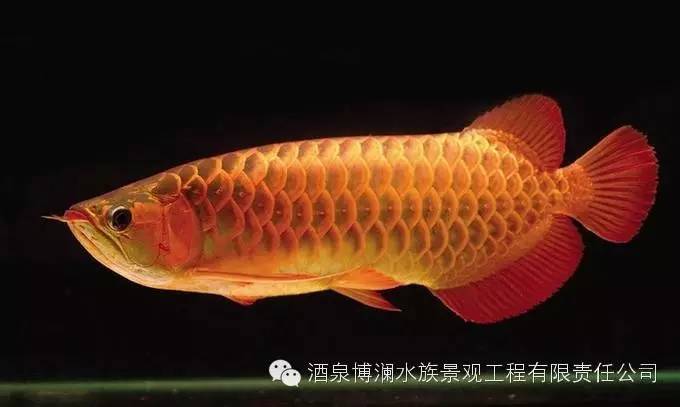 【水族知识】这些关于红龙鱼发色的知识，你清楚不？