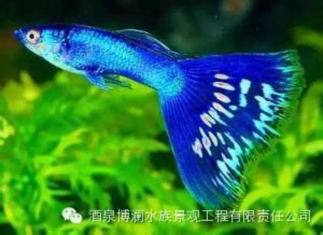 【水族繁殖】孔雀母鱼生产时的注意事项