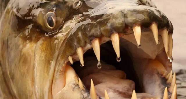 百科：世界十大凶猛淡水鱼