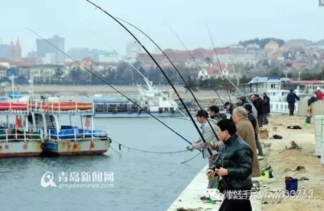 青岛莱阳路游艇码头鲻鱼洄游浅海市民钓鱼不用鱼饵直接钩鱼
