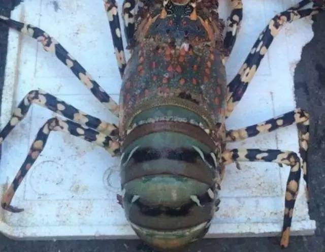 浙江小伙海钓捕获一只超级大龙虾，据说能卖60万
