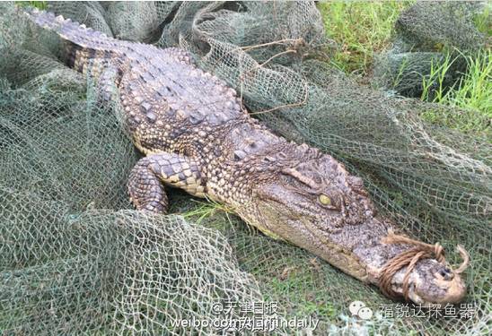 重庆市民江边钓鱼 钓到重约30斤鳄鱼