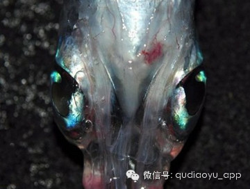 科学家发现深海“四眼鱼” 具有360度视野